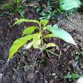 Guerriera Plant