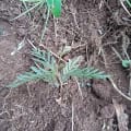 Grevillea