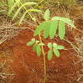 Tephrosia
