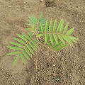 Tephrosia