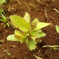 Guava