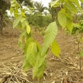 Cacao