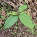 Cacao