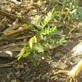 Leucaena