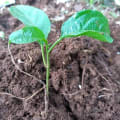 Passion Fruit