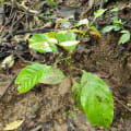 Caoba