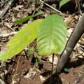 Cacao