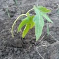 Papaya