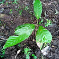 World Cacao