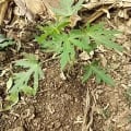 Papaya
