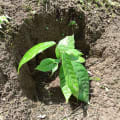 Cacao
