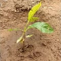 African Mahogany