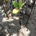 Mangrovia Nera