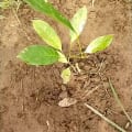 African Mahogany
