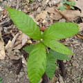 Cacao