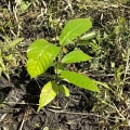Cacao