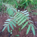 Tefrosia