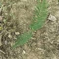 Leucaena