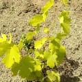 Grapevine