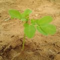 Moringa