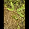 White Carob