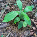 Cacao