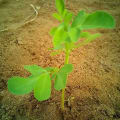 Moringa