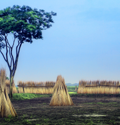 Palia Land