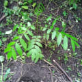 Spanish Cedar