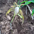 Avocatier