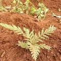 Grevillea