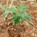 Papaya