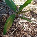 Red Mangrove