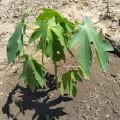 Papaya