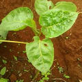 Tamarillo