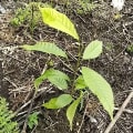Cacao