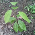 Cacao