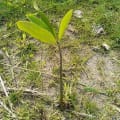 Mangrove Rouge