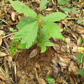 Cacao
