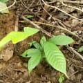 Cacao