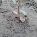 Weiße Mangrove