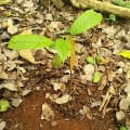 Cacaotier