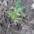 Grevillea