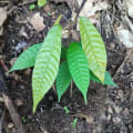 Cacao