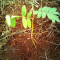 Tephrosia