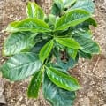 Tazzulella 