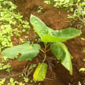 Tamarillo