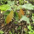 Cacao