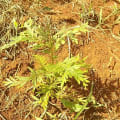 NELLOFORGREEN