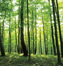 Dream And Run Forest
